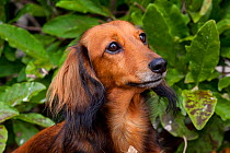 Head portrait of long haired miniature Dachshund,  Illinois, USA
