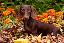 Portrait of Miniature Dachshund smooth coated puppy, in garden, Illinois, USA