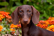 Head portrait of Miniature Dachshund smooth coated puppy, in garden, Illinois, USA