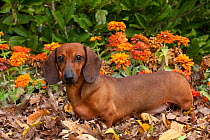 Portrait of  tan coloured, smooth coated Miniature Dachshund in garden, Illinois, USA