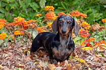 Portrait of black and tan dappled miniature Dachshund standing in oak leaves, with zinnias, USA