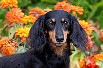 Head portrait of  black and tan smooth coated Dachshund with zinnias,  Illinois, USA