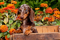Head portrait of dappled smooth coated Dachshund puppy, in antique wooden box with zinnias in background, Gurnee, Illinois, USA