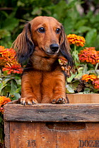 Head portrait of long haired Dachshund in antique wooden box with zinnias in background, Illinois, USA