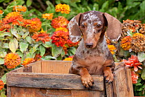 Portrait of dappled miniature Dachshund puppy, in antique wooden box with zinnias in background, Illinois, USA