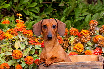 Head portrait of tan miniature Dachshund in antique wooden box with zinnias in background, Illinois, USA