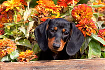 Head portrait of black and tan miniature Dachshund puppy in antique wooden box with zinnias in background, Illinois, USA