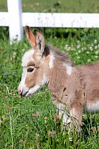 Head portrait of miniature Donkey (Equus asinus) foal standing in clover and grass, Middletown, Connecticut, USA