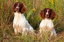 Pair of English Springer Spaniels sitting in prarie grass, Elkhorn, Wisconsin, USA