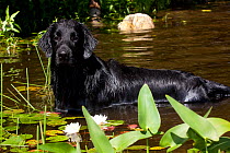 Portrait of black flat-coated Retriever in pond with white water-lilies,  Connecticut, USA