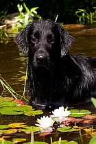 Portrait of black flat-coated Retriever in pond with white water-lilies, Connecticut, USA