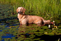Light-coloured Golden Retriever standing in pond, with water lilies, Connecticut, USA