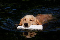 Young Golden Retriever swimming with training bumper, Connecticut, USA