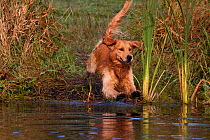 Male Golden Retriever running towards water, retrieving, Illinois, USA