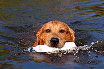 Head portrait of Golden Retriever swimming, retrieving training bumper, Illinois, USA