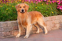 Portrait of male Golden Retriever standing in show stack pose, in garden, Illinois, USA