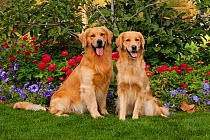 Pair of Golden Retrievers male and female, sitting on grass with petunias and zinnias,  Illinois, USA