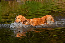 Female Golden Retrieverswimming across stream on retrieve, Illinois, USA