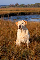 Portrait of yellow Labrador Retriever sitting in salt marsh grass at low tide, Charlestown, Rhode Island, USA