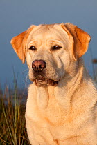 Portrait of yellow Labrador Retriever, Charlestown, Rhode Island, USA