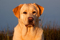 Portrait of yellow Labrador Retriever, Charlestown, Rhode Island, USA