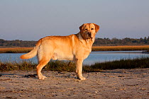 Portrait of yellow Labrador Retriever standing in stack pose, on beach in salt marsh, Rhode Island, USA