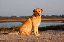 Portrait of yellow Labrador Retriever sitting on beach in salt marsh, Charlestown, Rhode Island, USA