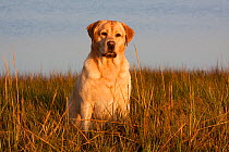 Portrait of yellow Labrador Retriever  sitting in salt marsh grass at low tide, Rhode Island, USA