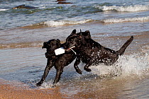 Two black female Labrador Retrievers fighting over training bumper on beach, Rhode Island, USA
