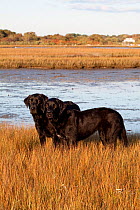 Pair of black Labrador Retrievers in spartina grass of salt marsh, Charlestown, Rhode Island, USA
