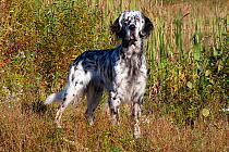 English Setter standing at edge of pond, Putnam, Connecticut, USA