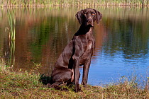 Portrait of liver coloured German Shorthair Pointer  sitting by edge of pond, Connecticut, USA