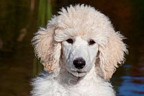 Head portrait of Standard Poodle puppy standing by freshwater pond, Putnam, Connecticut, USA
