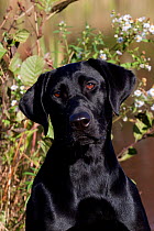 Head portrait of young female black Labrador Retriever  Connecticut, USA