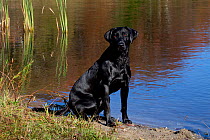 Wet young black female Labrador Retriever sitting at edge of pond, Putnam, Connecticut, USA