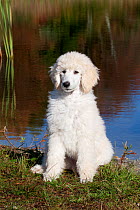 Portrait of Standard Poodle puppy sitting by pond, Putnam, Connecticut, USA