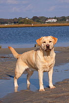 Yellow Labrador Retriever standing in wet sand at edge of salt marsh, Rhode Island, USA
