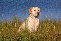 Yellow Labrador Retriever sitting in salt grass at edge of salt marsh during high tide, Rhode Island, USA