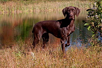 Liver coloured German Shorthair Pointer with smooth coat, standing by edge of pond  Putnam, Connecticut, USA