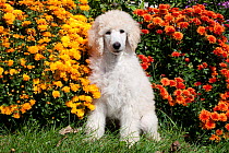 Portrait of Standard Poodle puppy sitting with chrysanthemums, Putnam, Connecticut, USA