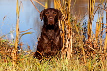 Portrait of chocolate Labrador Retriever sitting at pond edge, Wisconsin, USA