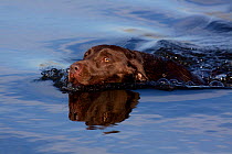 Chocolate Labrador Retriever on retreive, swimming, Madison, Wisconsin, USA