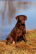 Portrait of male chocolate Labrador Retriever  sitting at edge of pond, Wisconsin, USA