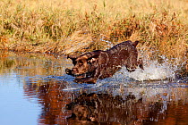 Chocolate Labrador Retriever on retreive, running / splashing into pond, Wisconsin, USA