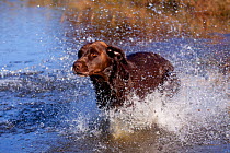Chocolate Labrador Retriever on retreive, running / splashing into pond, Wisconsin, USA