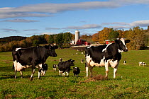Holstein / Friesian cattle (Bo-taurus) on pasture, with in dairy farm buildings behind, Granville, New York, USA (Released)