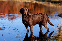 Chocolate Labrador Retriever standing at edge of pond, Wisconsin, USA