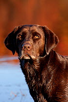 Head portrait of Chocolate Labrador Retriever standing at edge of pond, Wisconsin, USA