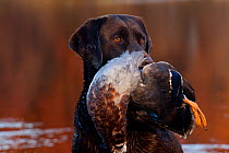 Portrait of chocolate Labrador Retriever with retrieved Mallard duck, standing at edge of pond, Madison, Wisconsin, USA