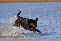 Black Labrador Retriever on retrieve, running through shallows of pond in salt marsh, Rhode Island, USA